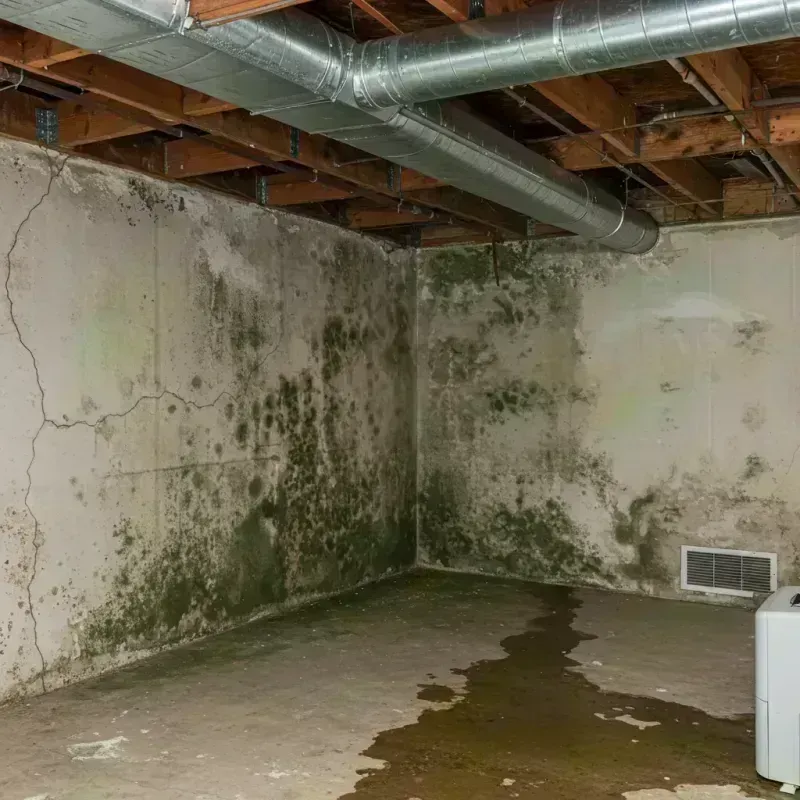 Professional Mold Removal in Gasconade County, MO